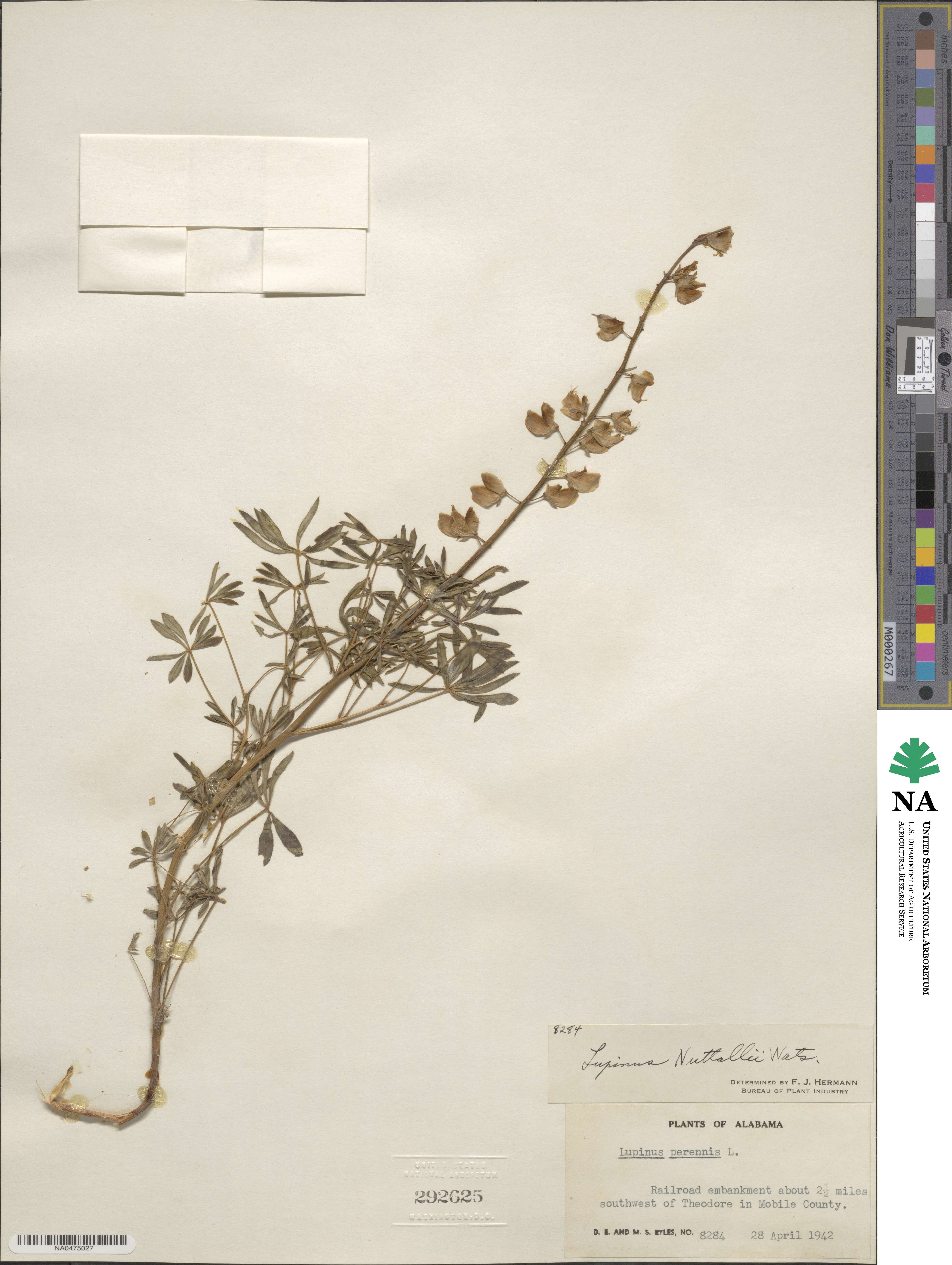 Lupinus perennis subsp. gracilis image