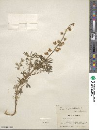 Lupinus perennis subsp. gracilis image