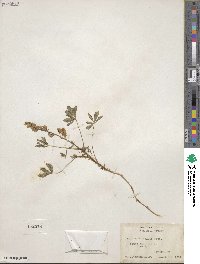 Lupinus perennis subsp. gracilis image