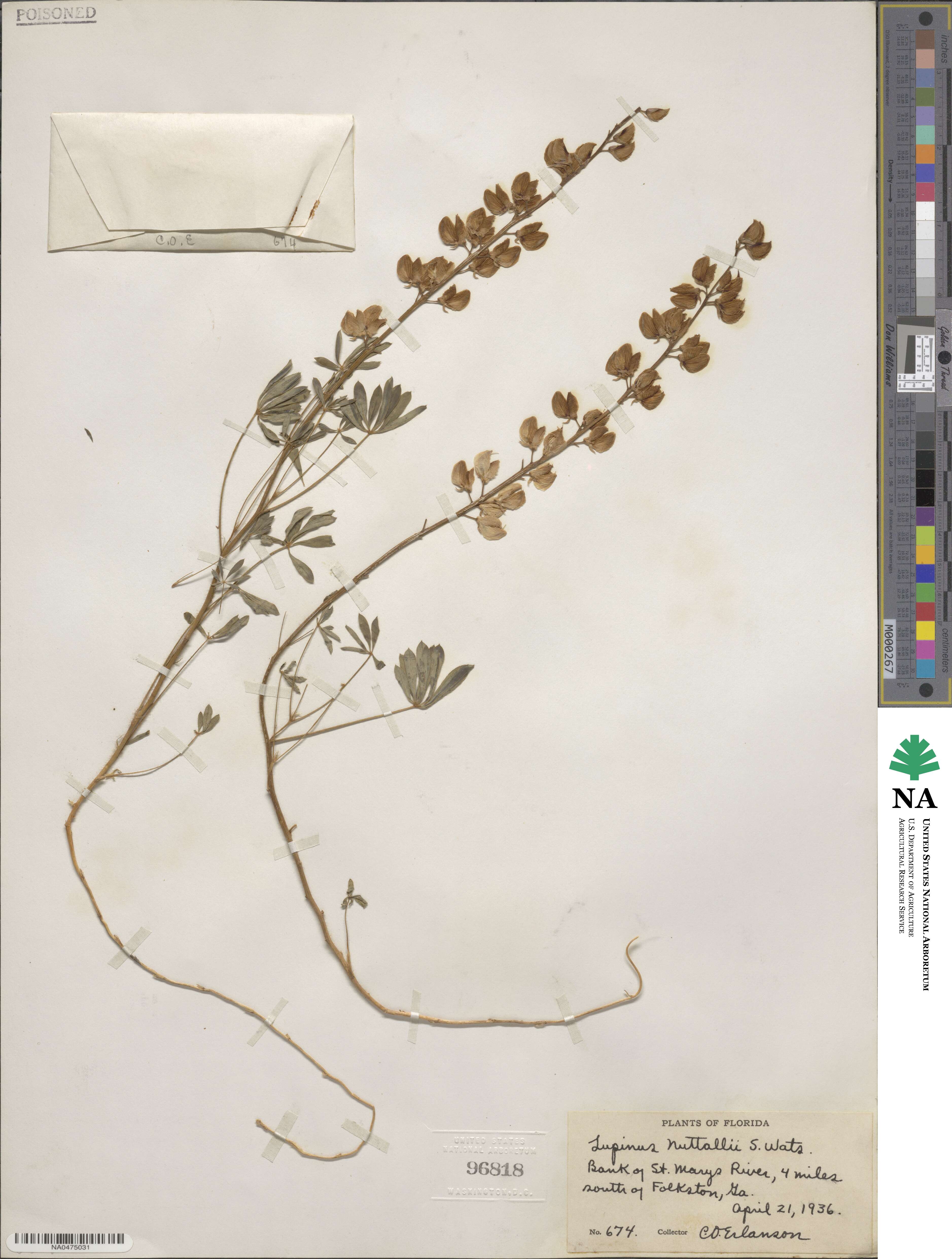 Lupinus perennis image