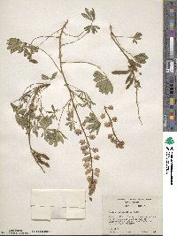 Lupinus perennis subsp. gracilis image