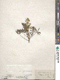 Lupinus perennis subsp. gracilis image