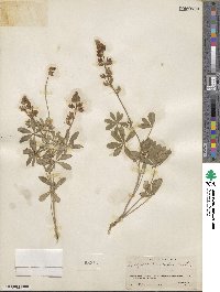 Lupinus onustus image