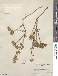 Lupinus onustus image