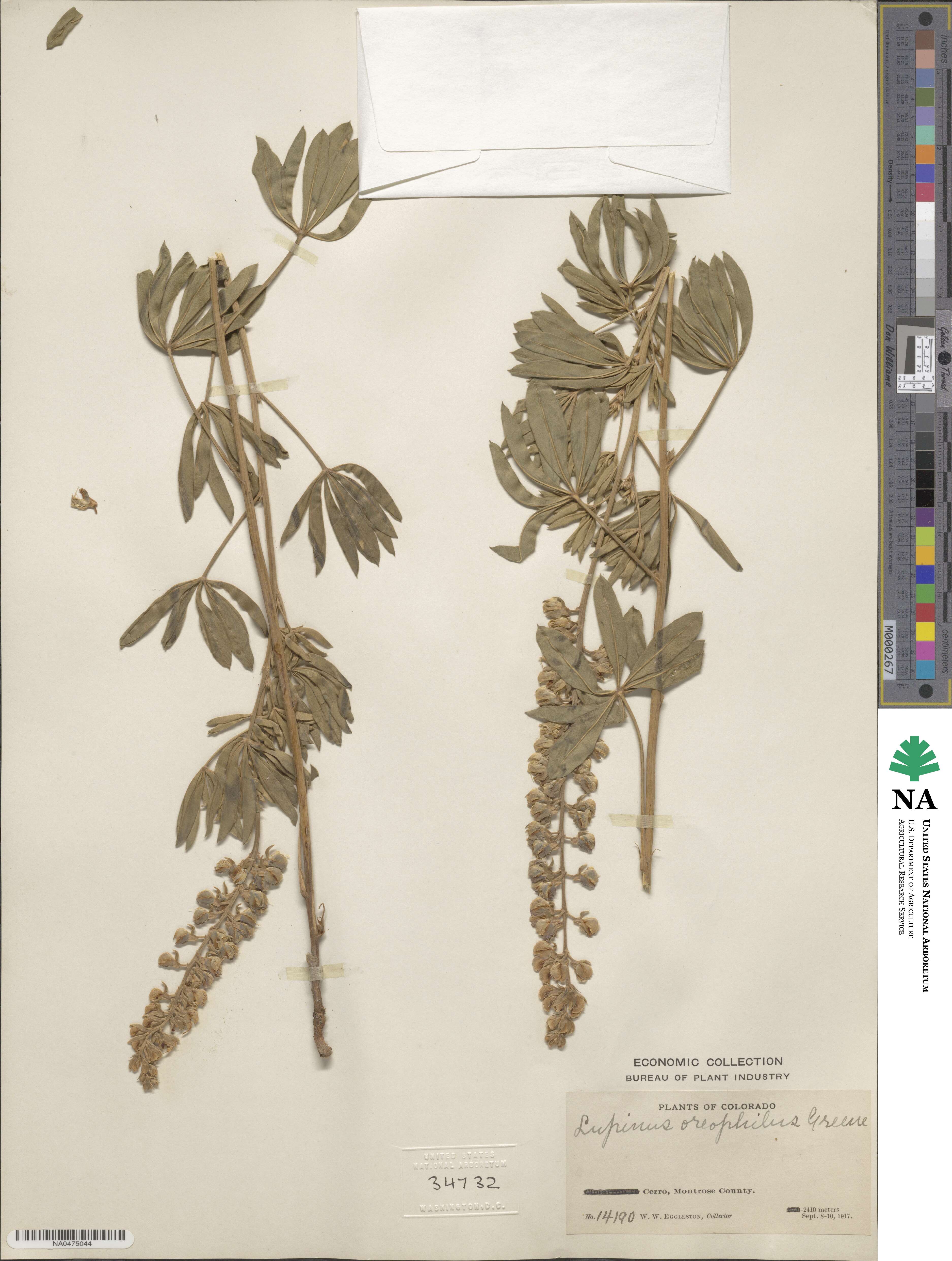 Lupinus oreophilus image