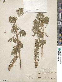 Lupinus oreophilus image