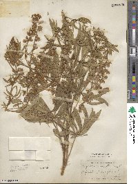 Lupinus ornatus image