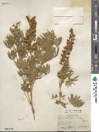 Lupinus ornatus image