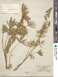 Lupinus ornatus image