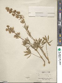 Lupinus ornatus image