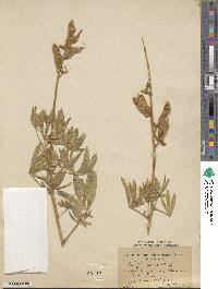 Lupinus ornatus image