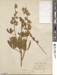 Lupinus ornatus image