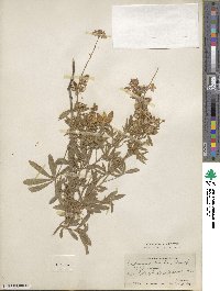 Lupinus ornatus image