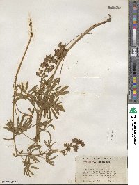 Lupinus ornatus image