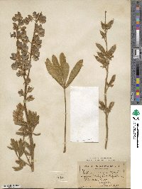 Lupinus ornatus image