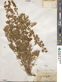 Lupinus ornatus image