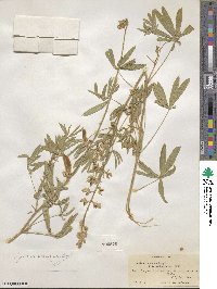 Lupinus ornatus image