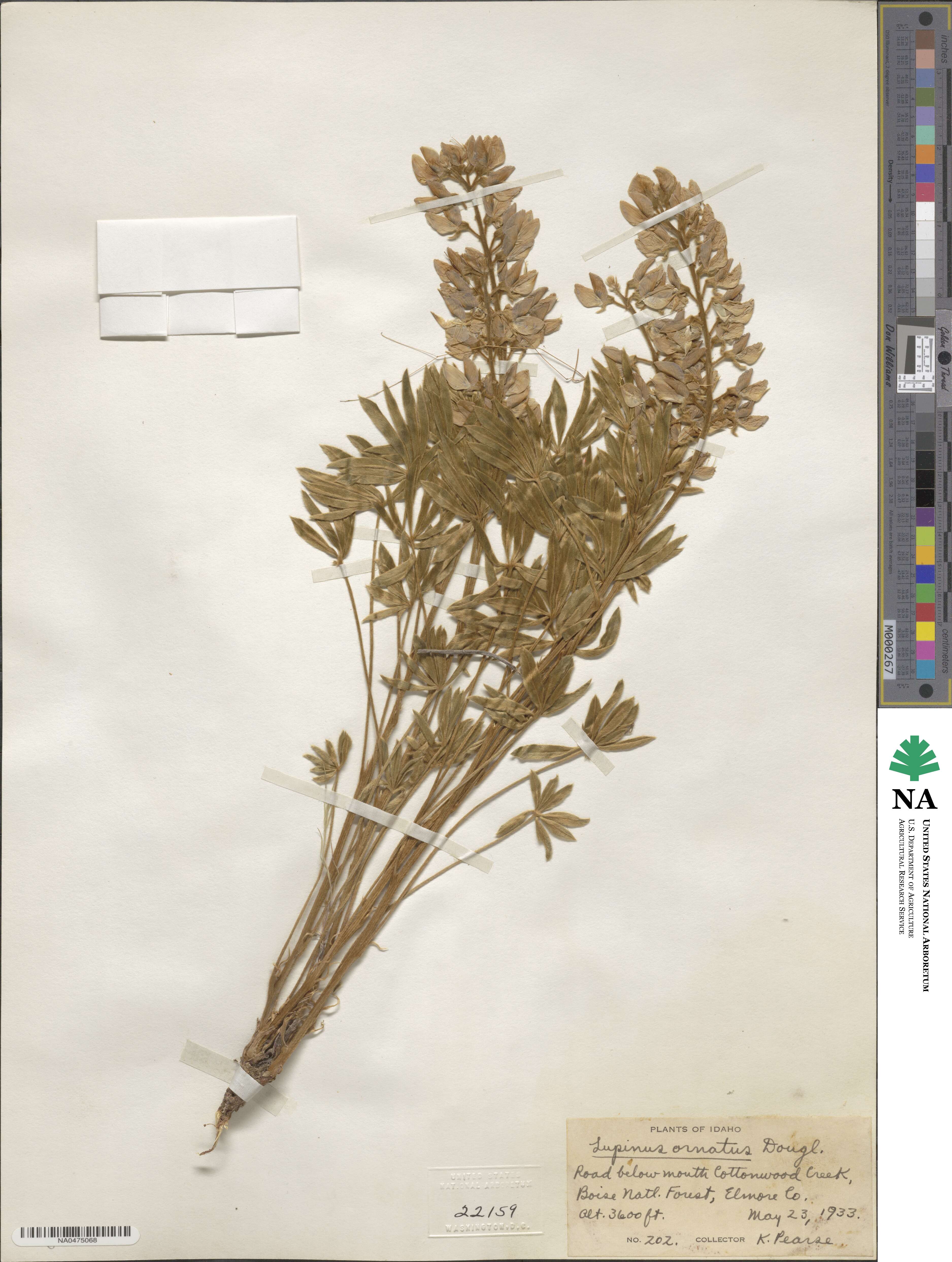 Lupinus ornatus image