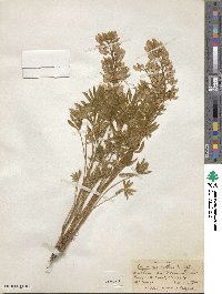 Lupinus ornatus image