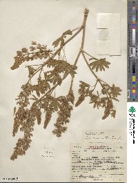 Lupinus ornatus image