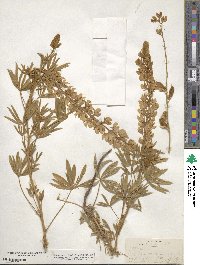 Lupinus ornatus image