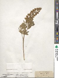 Lupinus ornatus image