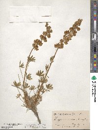 Lupinus ornatus image