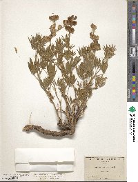 Lupinus ornatus image