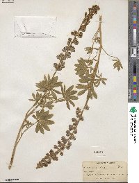 Lupinus argenteus image