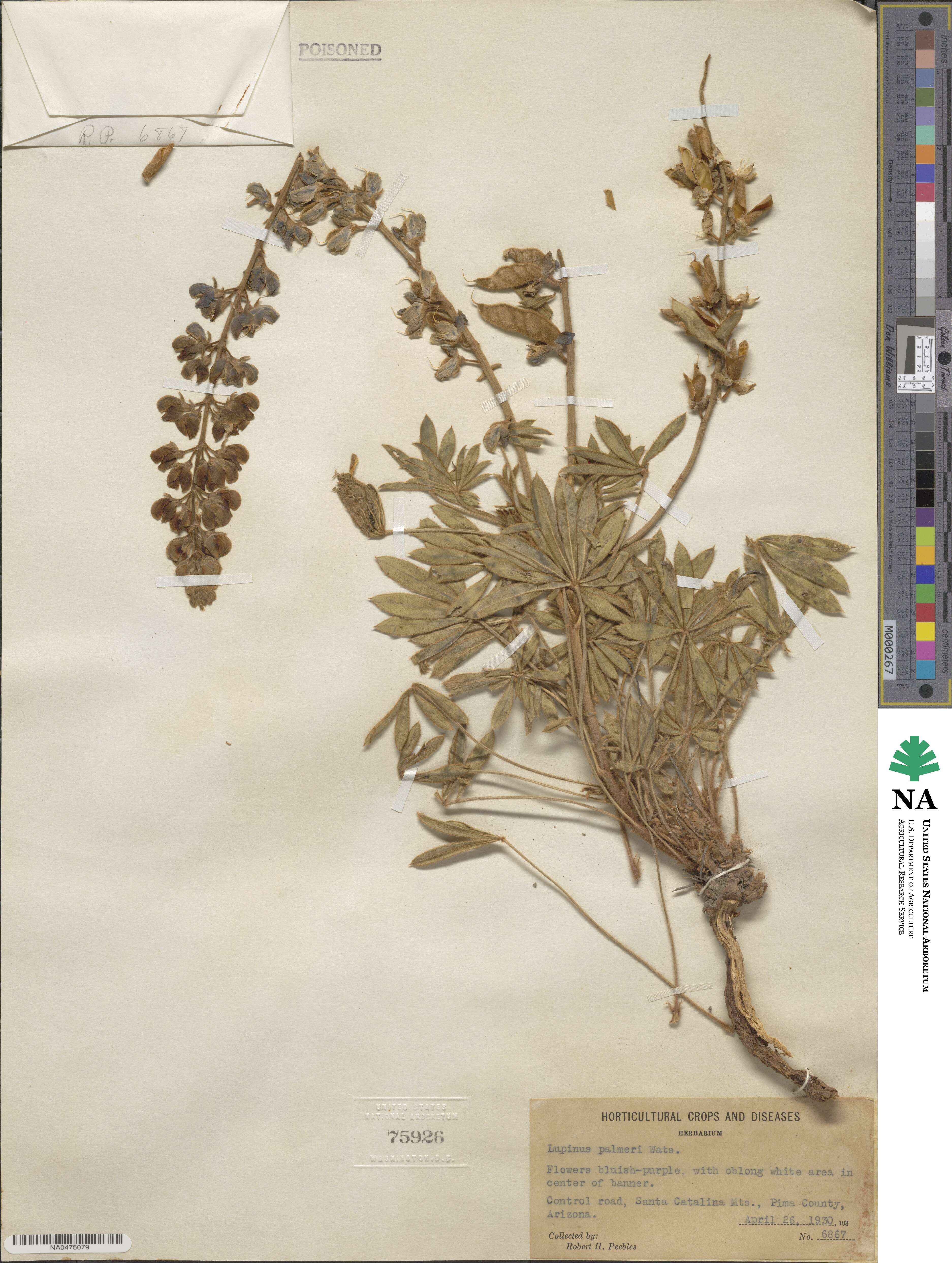 Lupinus argenteus var. palmeri image