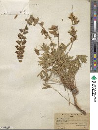 Lupinus argenteus image