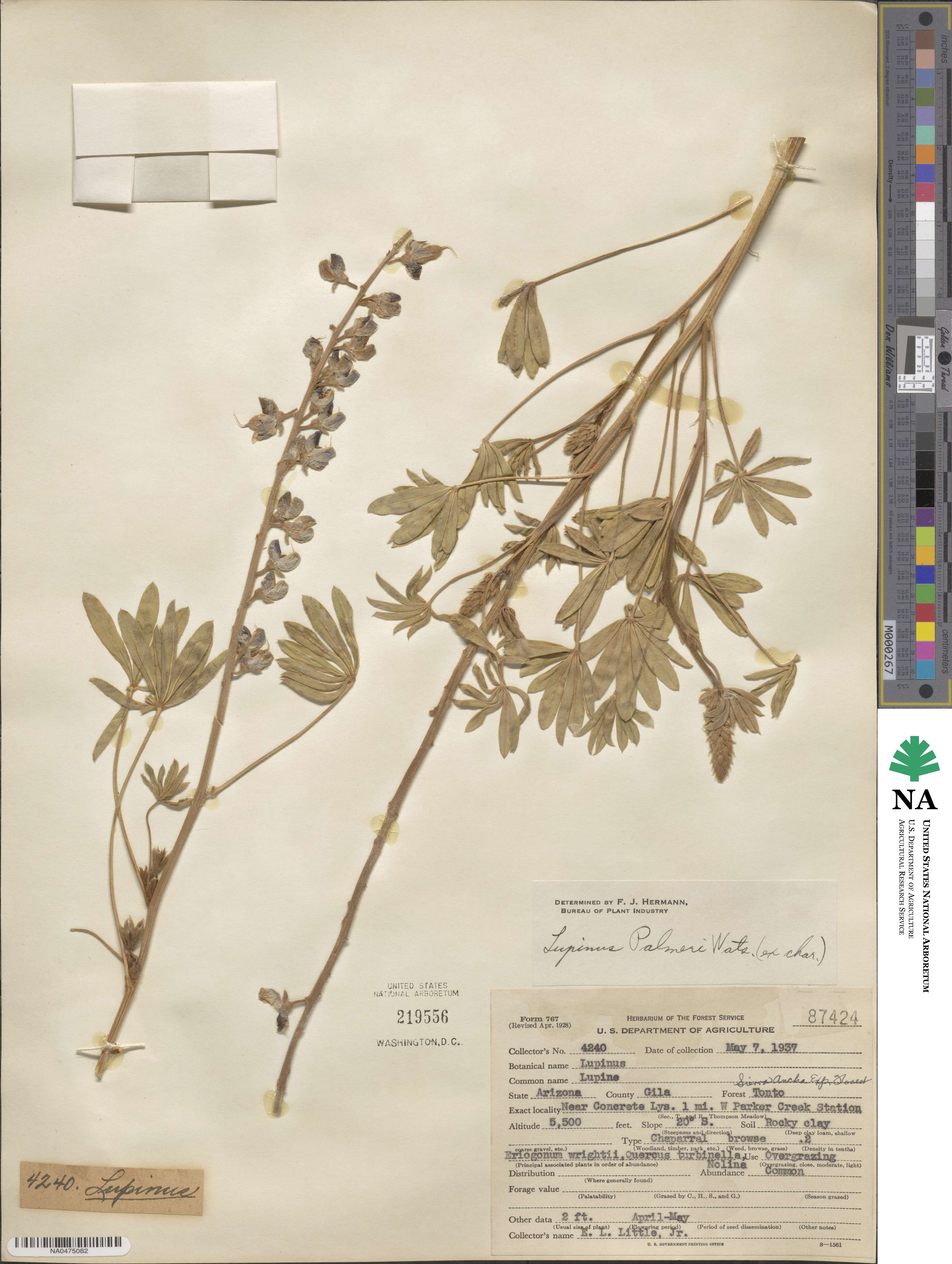 Lupinus argenteus var. palmeri image