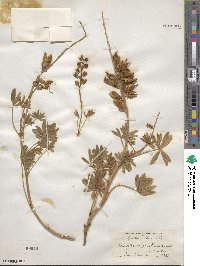 Lupinus argenteus image