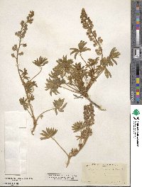 Lupinus argenteus image