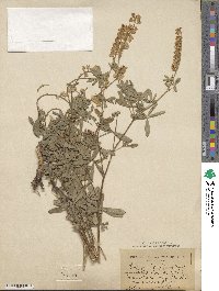 Lupinus argenteus var. parviflorus image