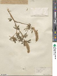 Lupinus argenteus image