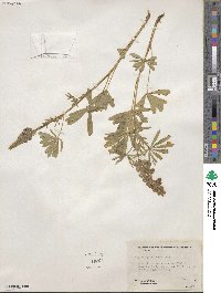 Lupinus argenteus image