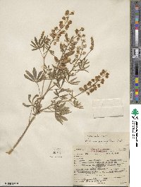 Lupinus argenteus var. parviflorus image