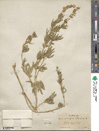 Lupinus argenteus var. parviflorus image