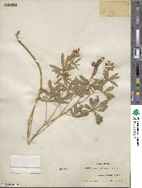 Lupinus argenteus var. parviflorus image