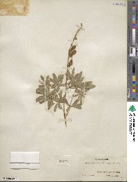 Lupinus argenteus var. parviflorus image