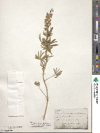 Lupinus argenteus image