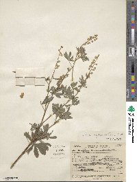 Lupinus argenteus image