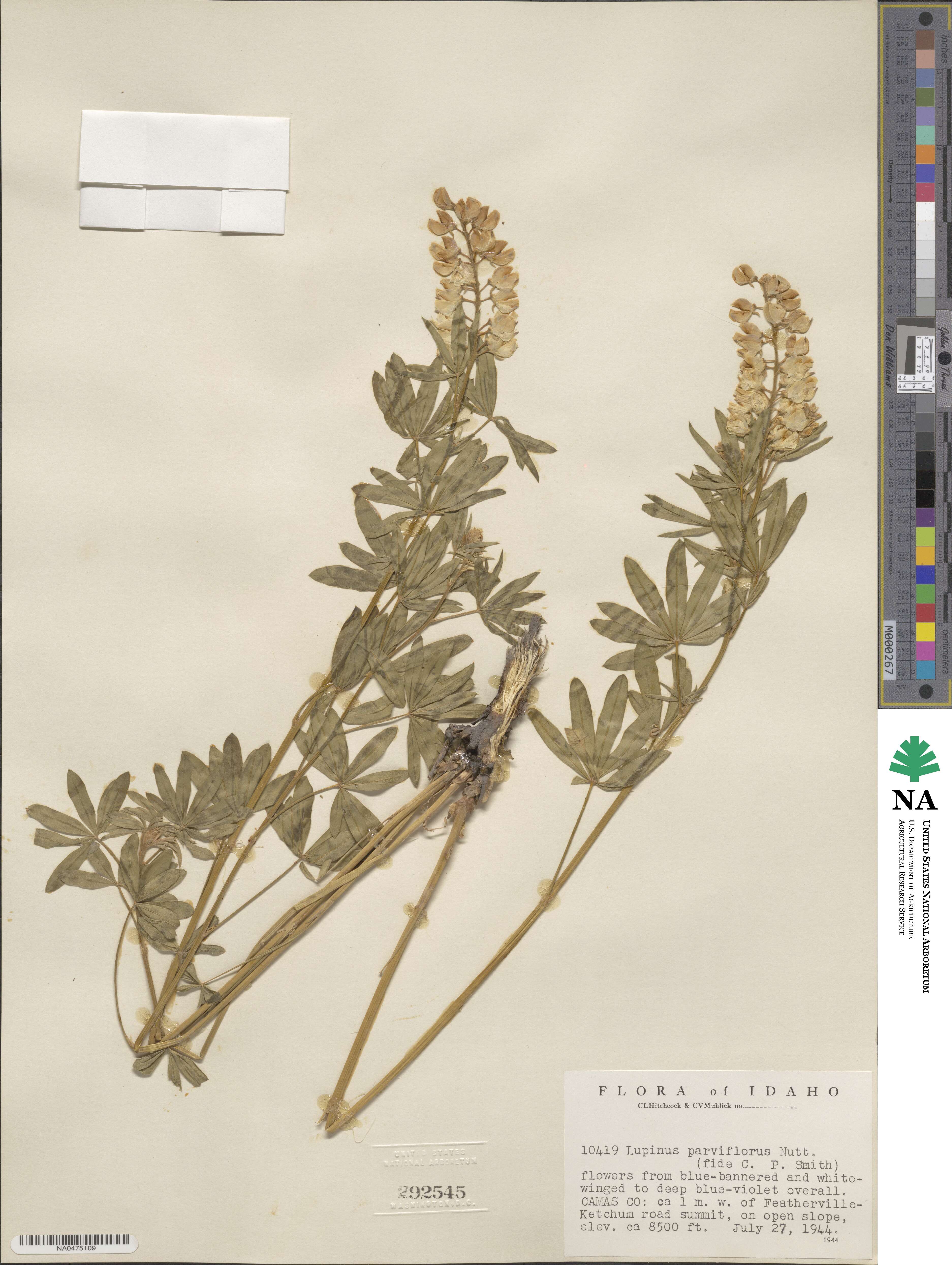 Lupinus argenteus var. parviflorus image