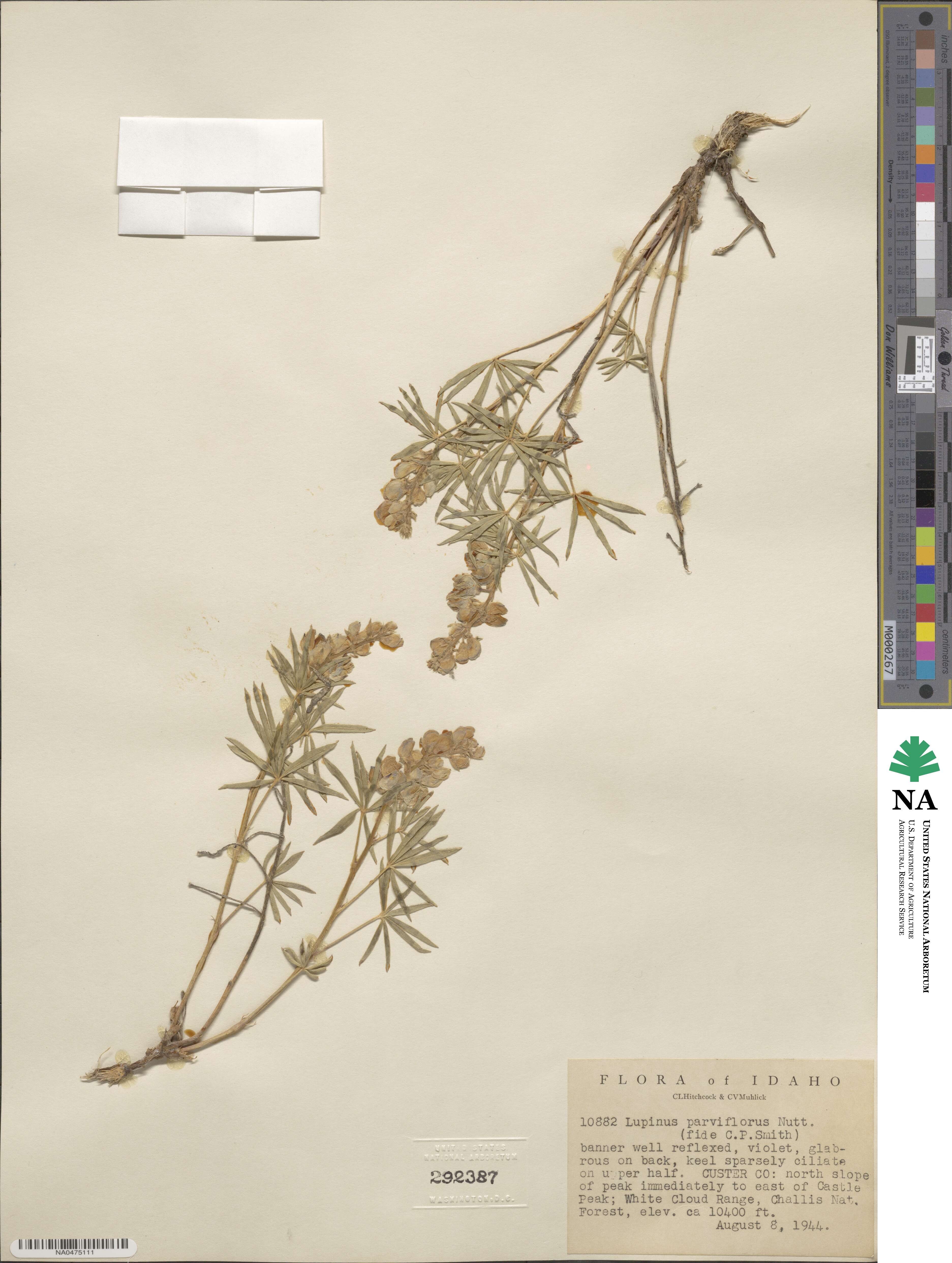 Lupinus argenteus var. parviflorus image