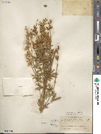 Lupinus argenteus image