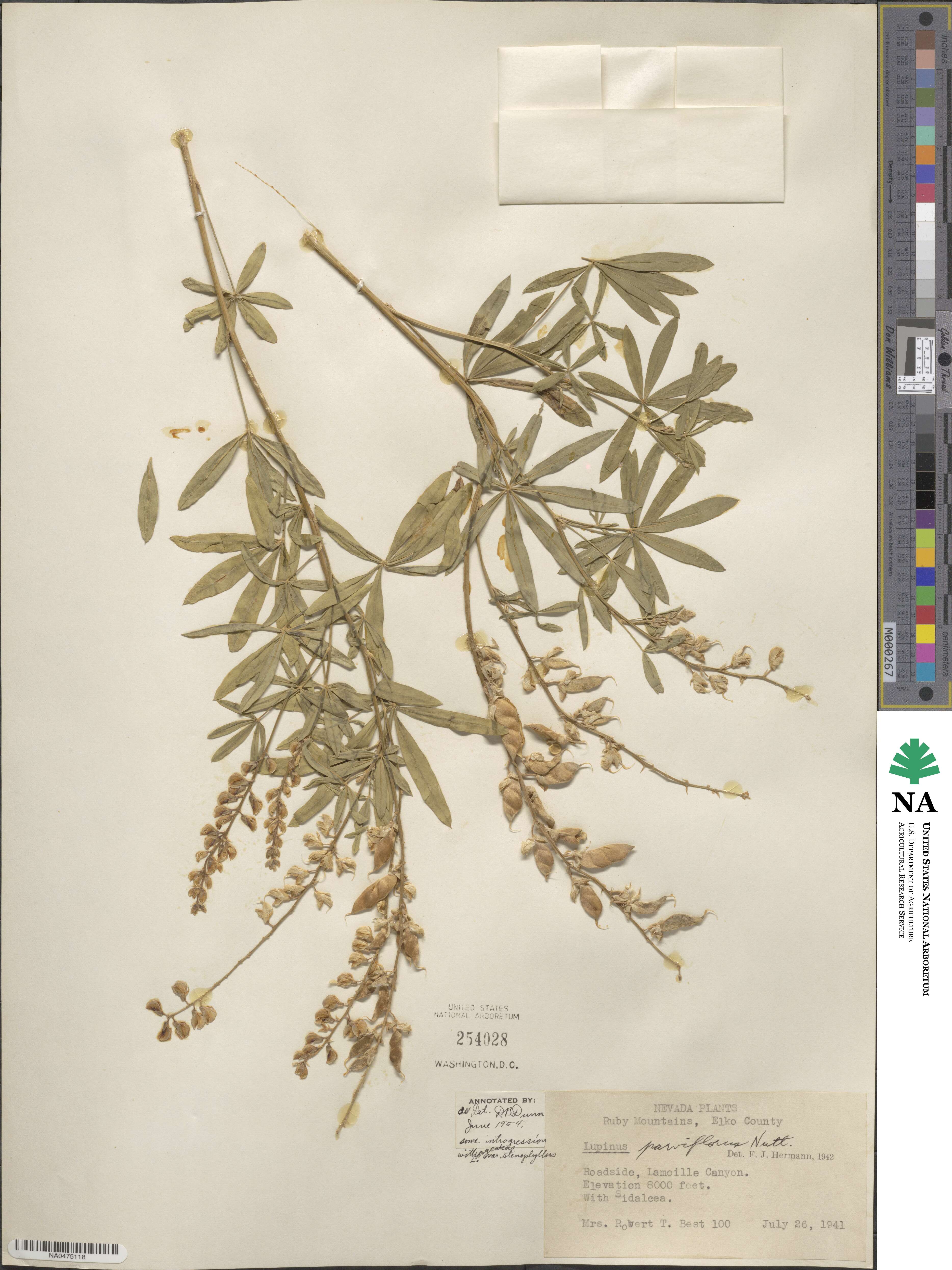 Lupinus argenteus image