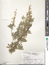 Lupinus argenteus var. parviflorus image