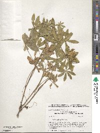 Lupinus polyphyllus image