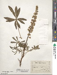 Lupinus polyphyllus image